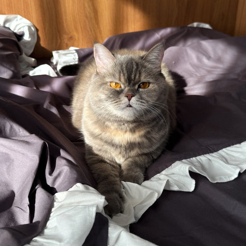 Graphite Gray Ruffle Bedding Set (100% Cotton Ranforce) | White Ruffles | Handmade