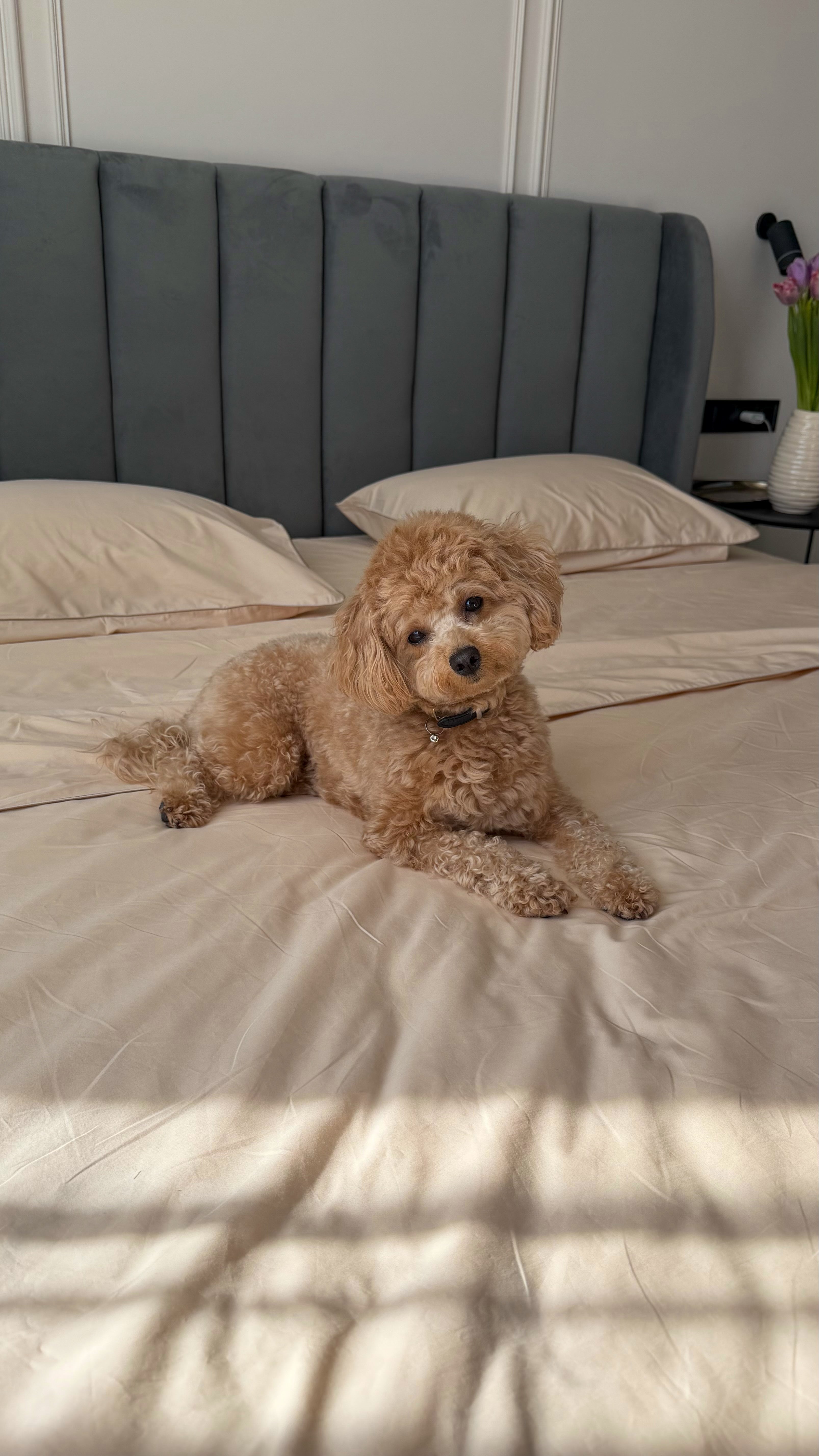 Beige Percale Bedding Set with Piping