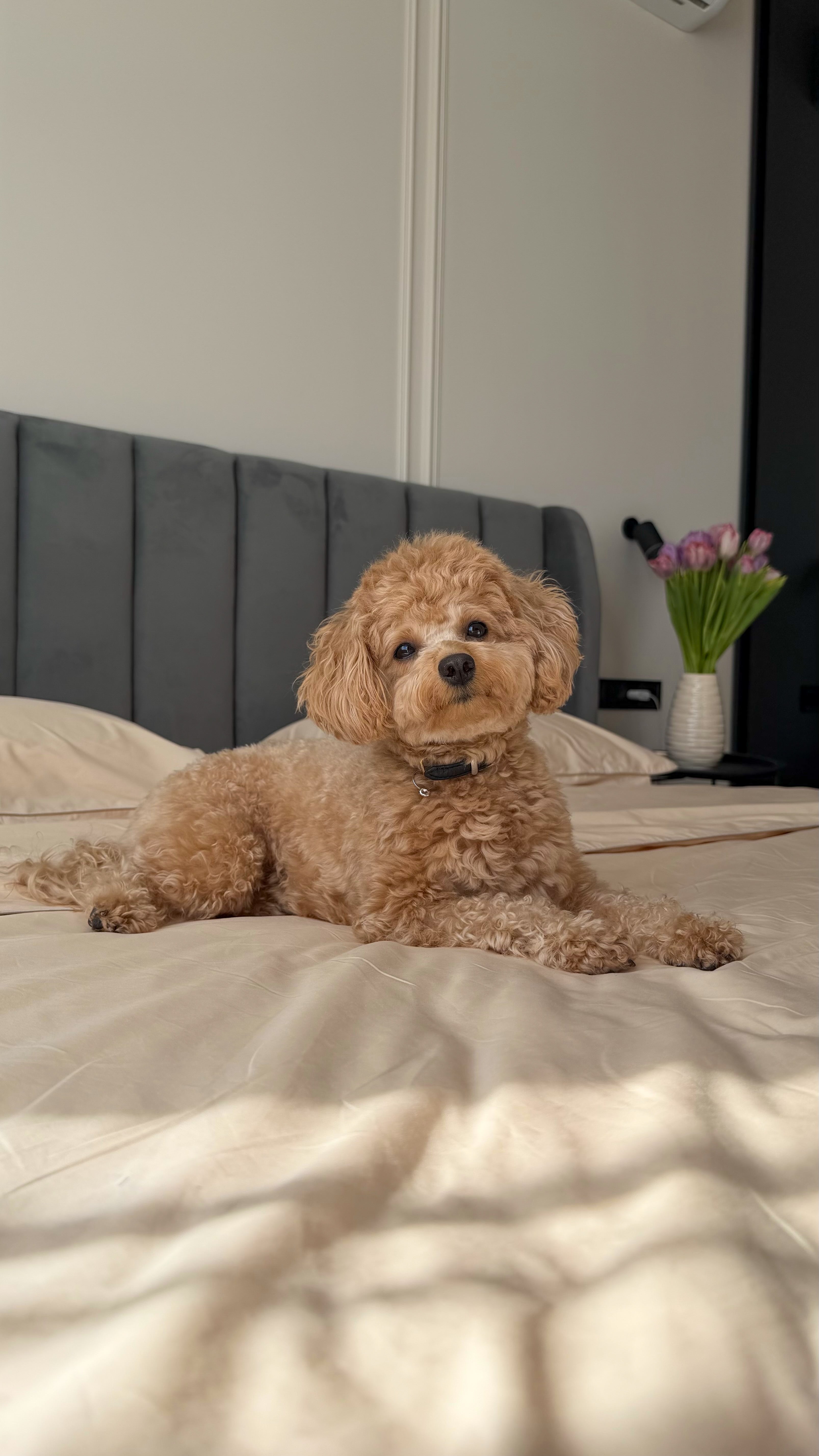 Beige Percale Bedding Set with Piping