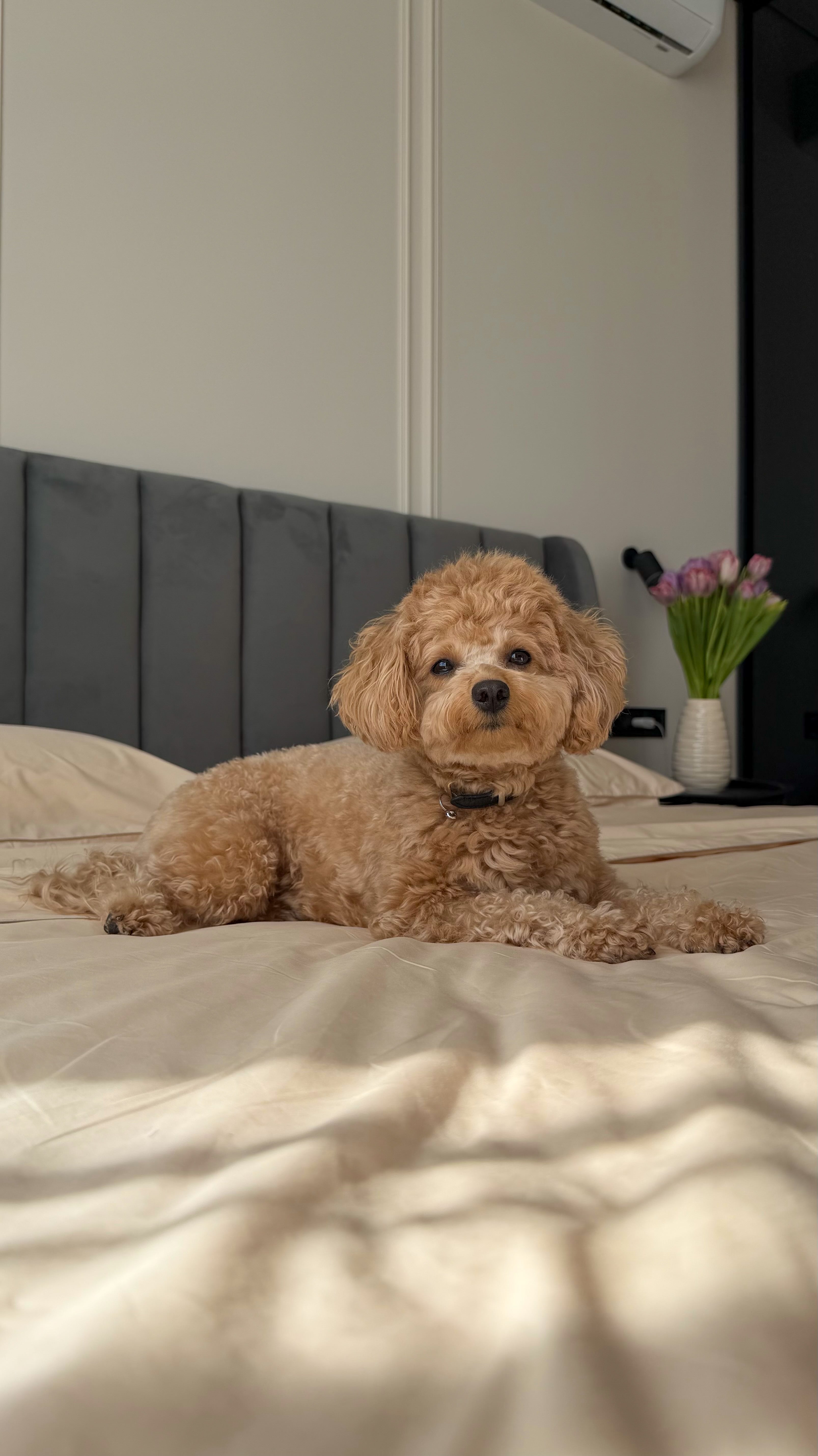 Beige Percale Bedding Set with Piping